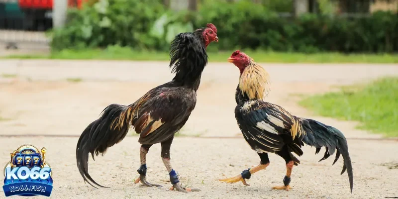 Chú ý các chi tiết của gà