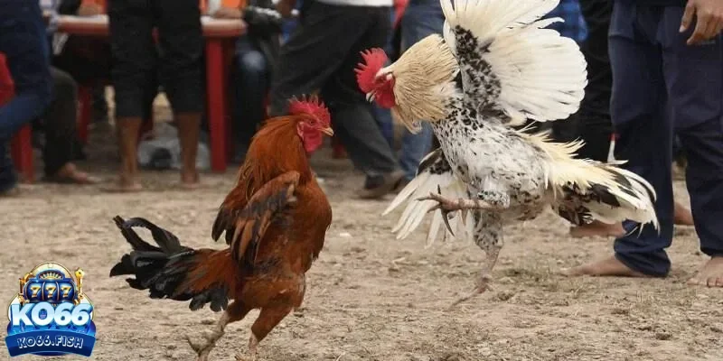 Giải mã đá gà cựa sắt KO66