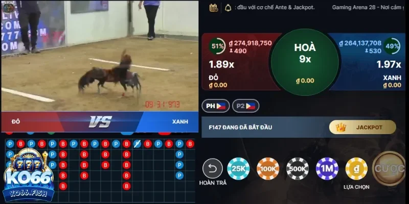 Lợi ích khi theo dõi đá gà online KO66